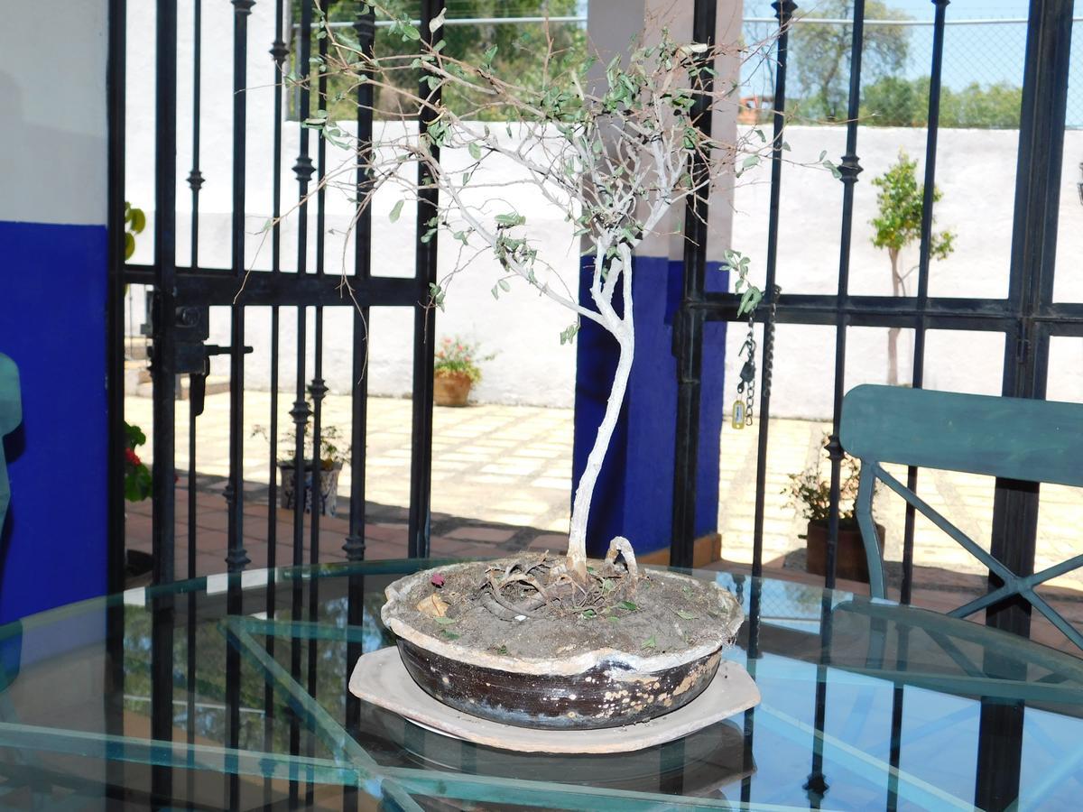 Casa Erizo 39 (adults Only) Guanajuato